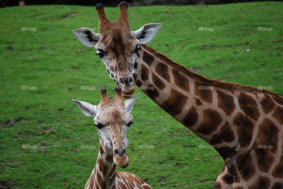 Smiling giraffes