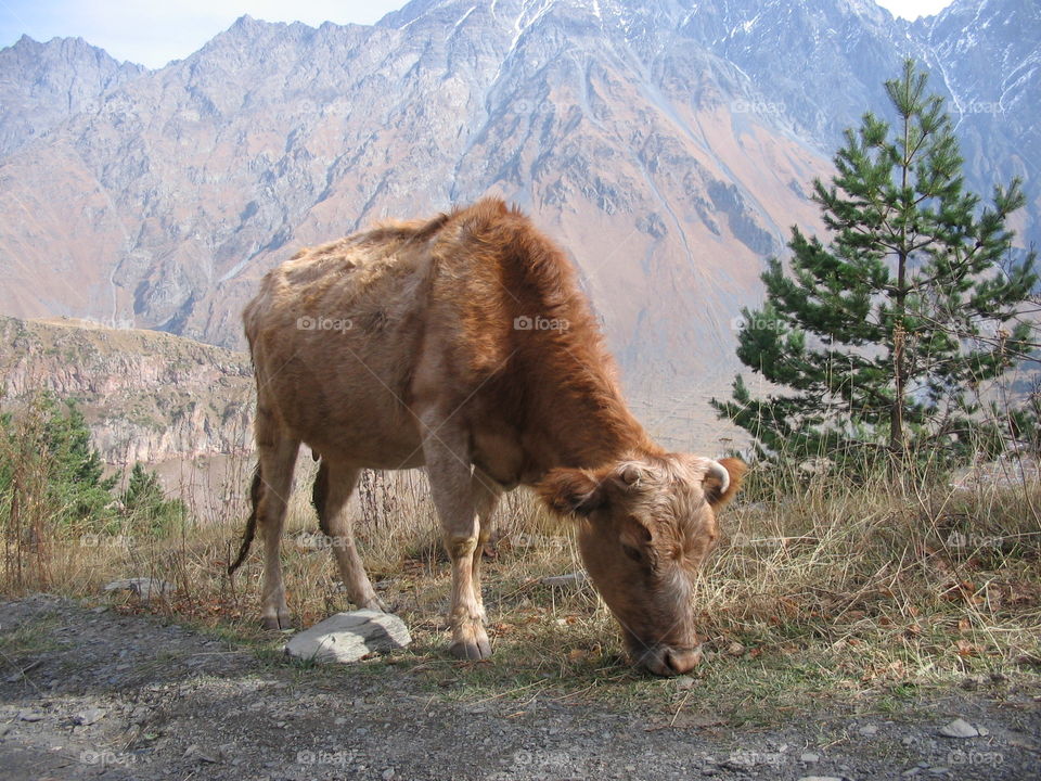 Cow in the Georgias Kazbegi region with the Caucasus mountains on the background.