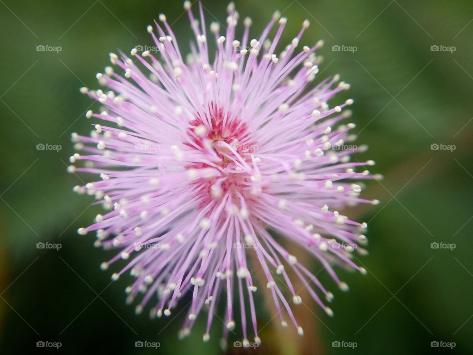 the most beautiful blooming