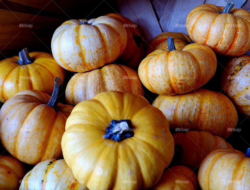 Pile of Mini Pumpkins