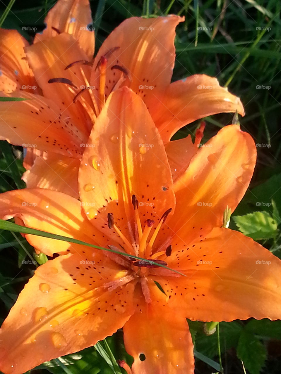 Beautiful closeup. beautiful orange flower in my sisters garden