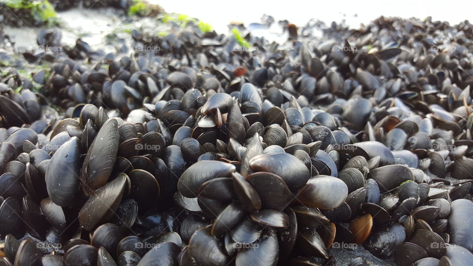 Farm of seashell on beach