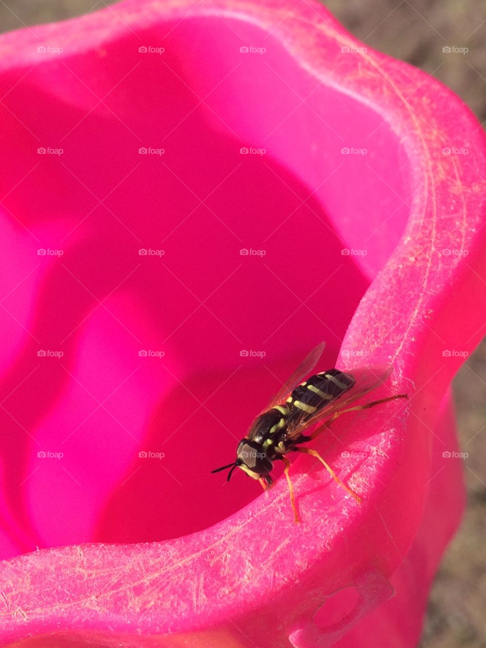 Fly pink bug оса розовый полет 