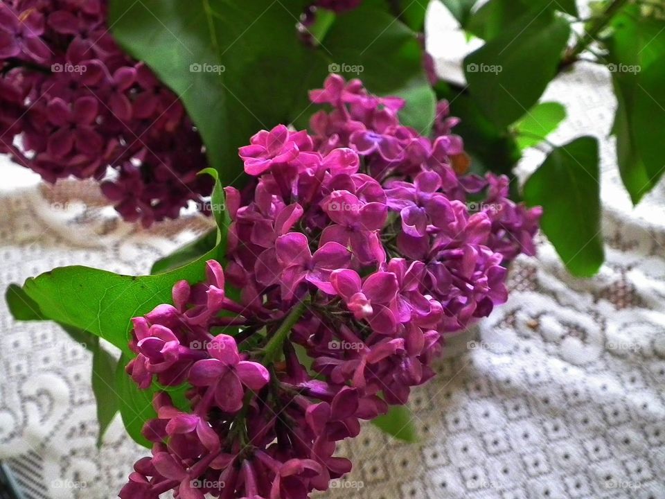 lilac flowers