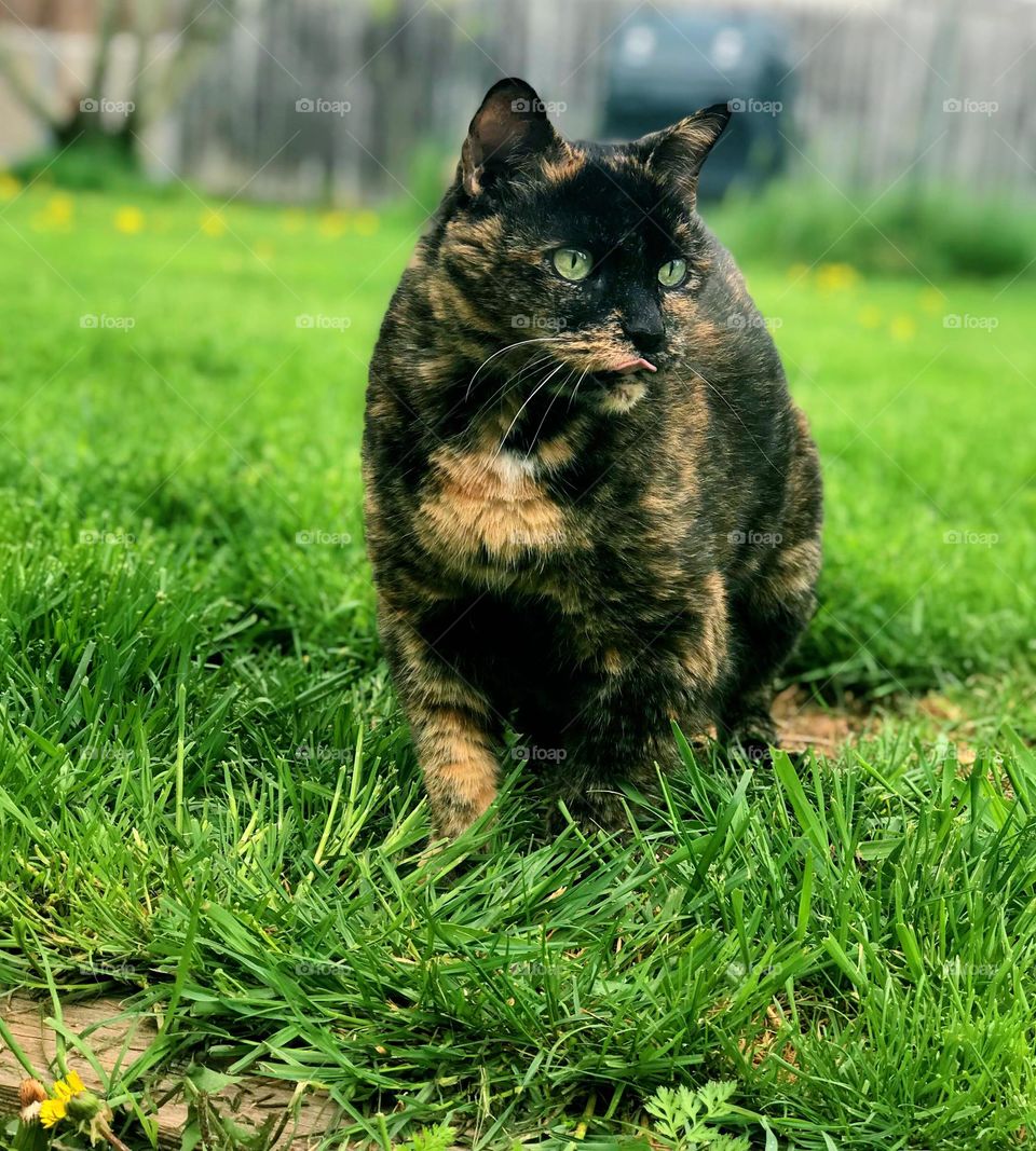 Pretty kitty on the prowl 