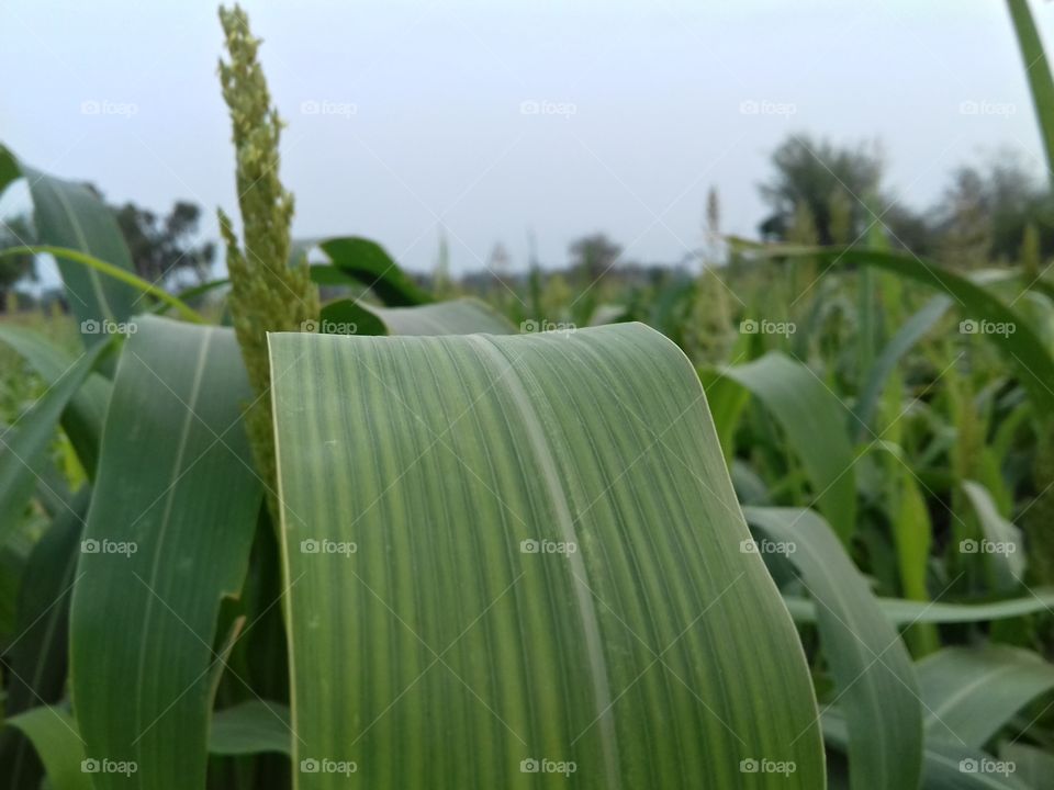 Green big size leaf show best texonomy on plant stem.This is the lining leaf with choloroform.
