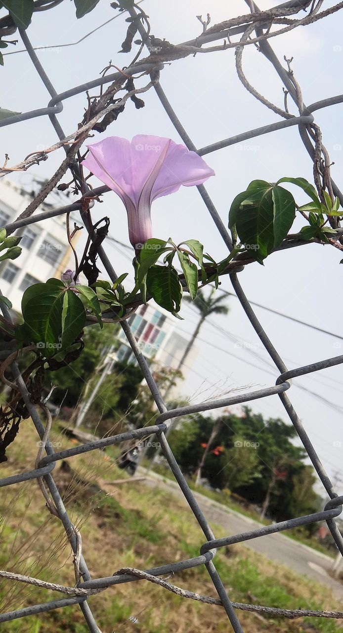 Ipomoea nil