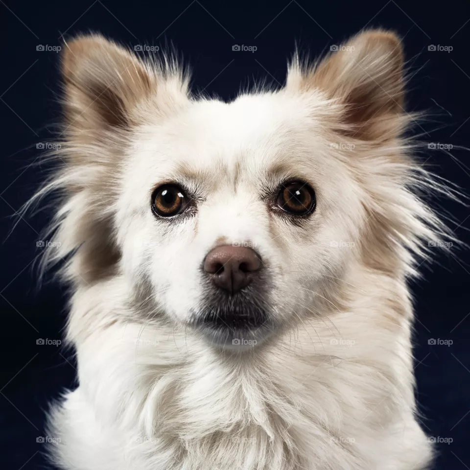 dog's poses
