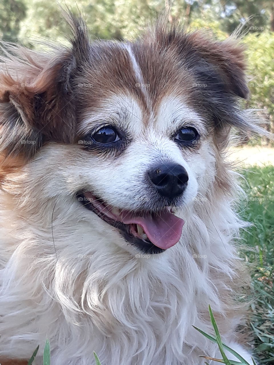 Papillon Maltese cross