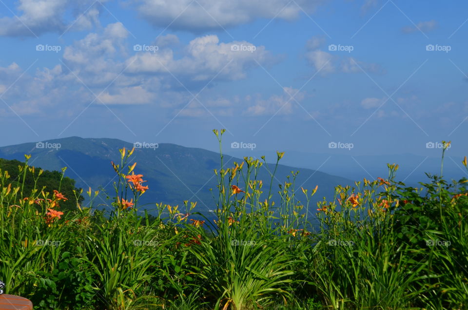 Mountain, flowers, scenic views, sky