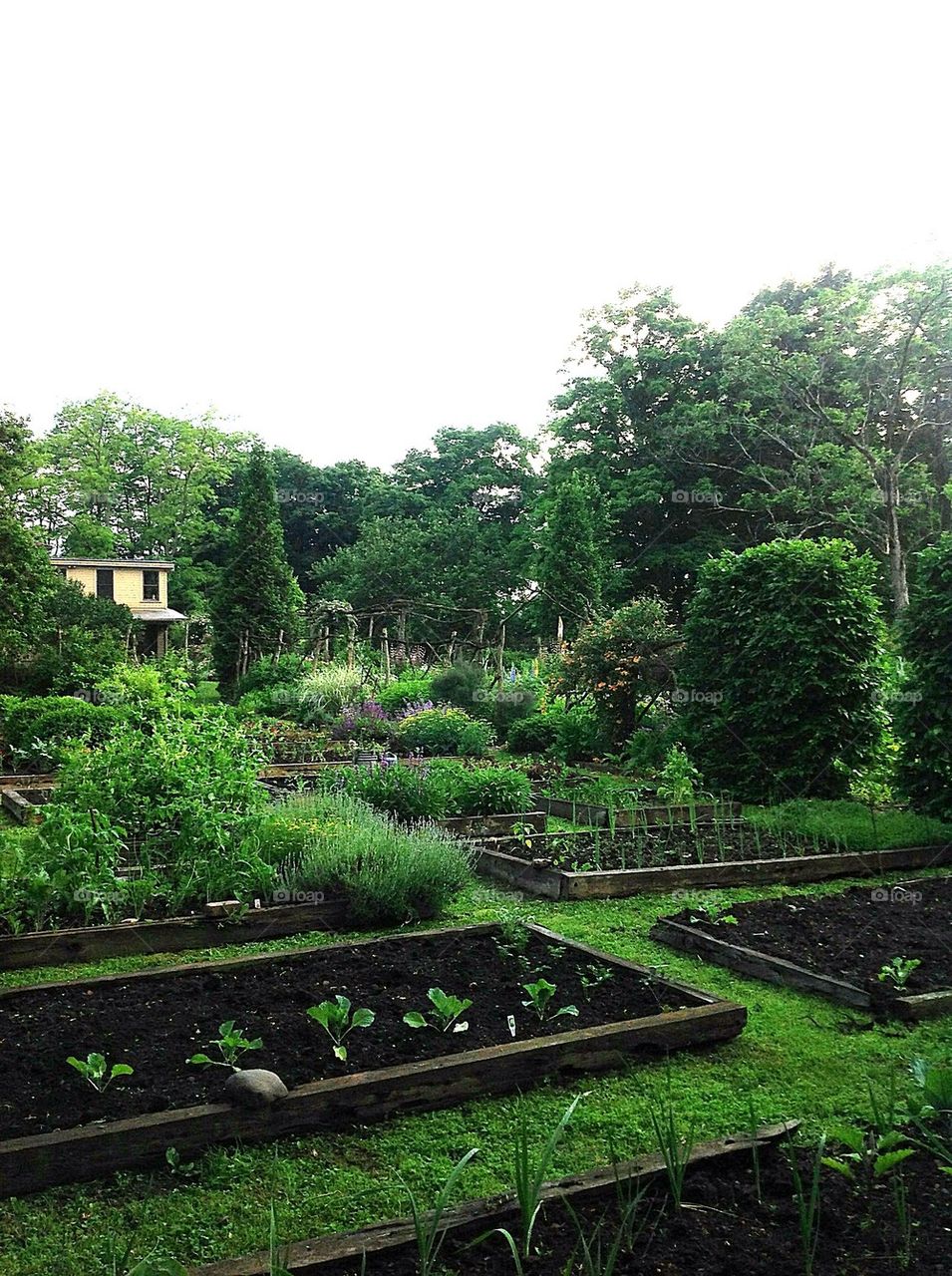 Vegetable Garden