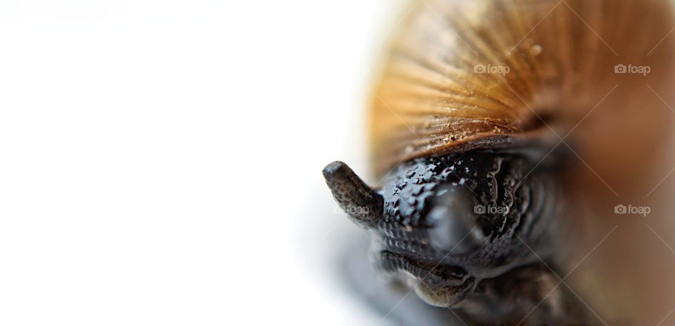 Super close macro shot of Snail hidden under the shell