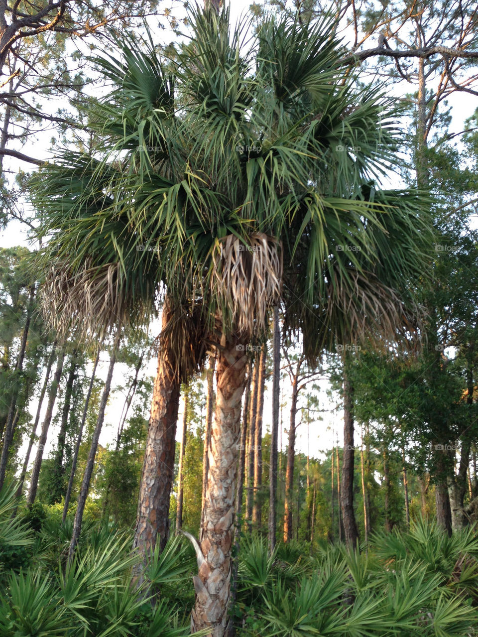 SaBAL PALM