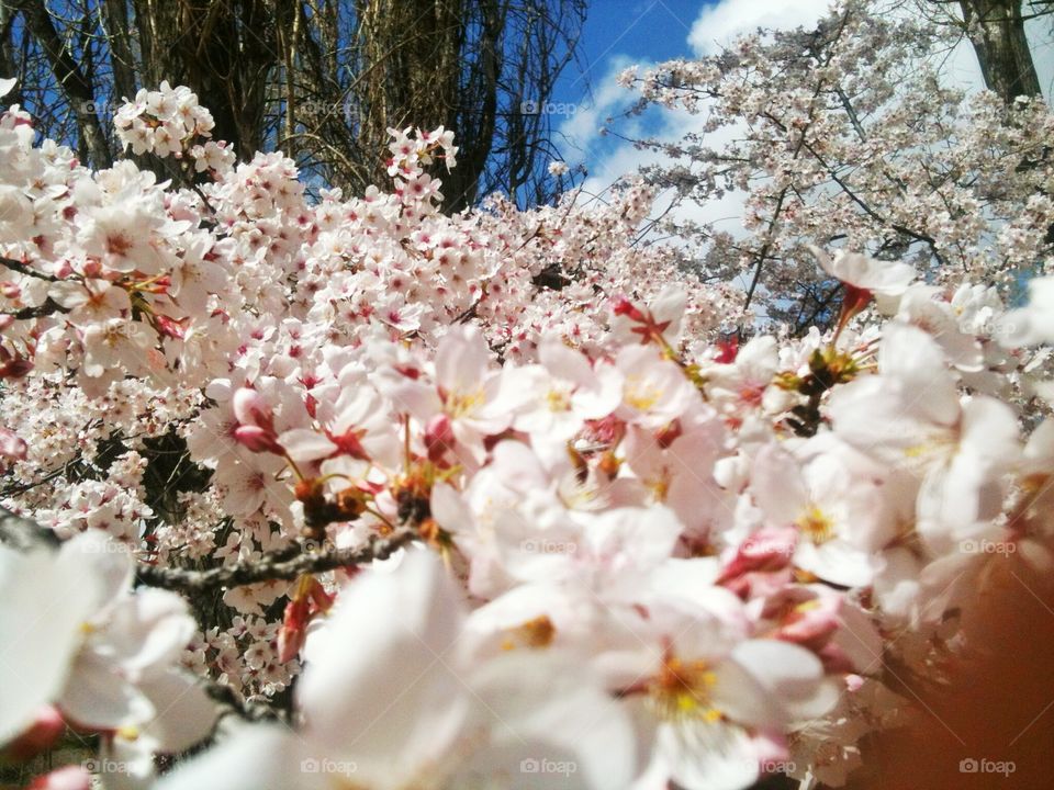 Close-up of cherry blossom