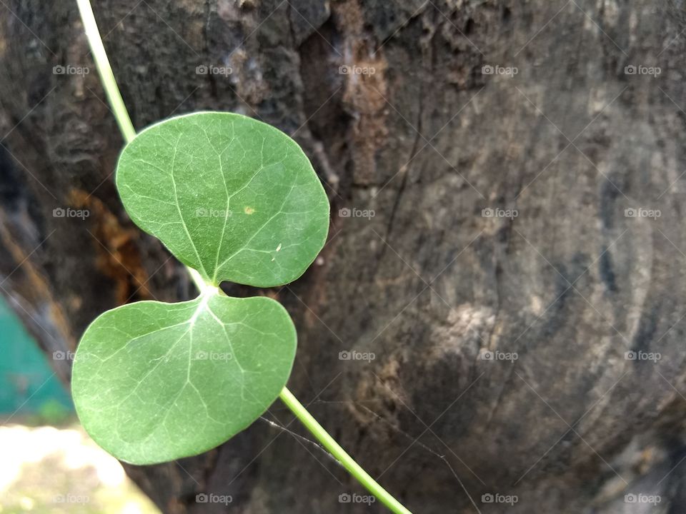 Nature, Leaf, No Person, Flora, Closeup