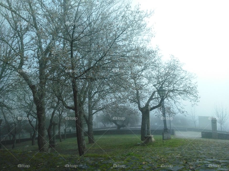 Tree, Fog, Landscape, Dawn, Mist