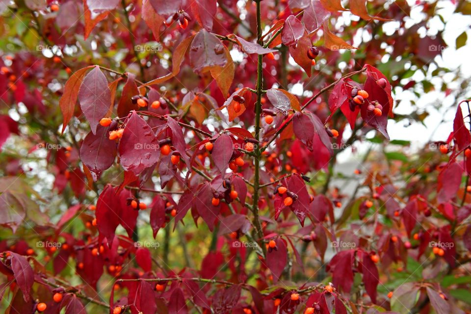 Fall foliage