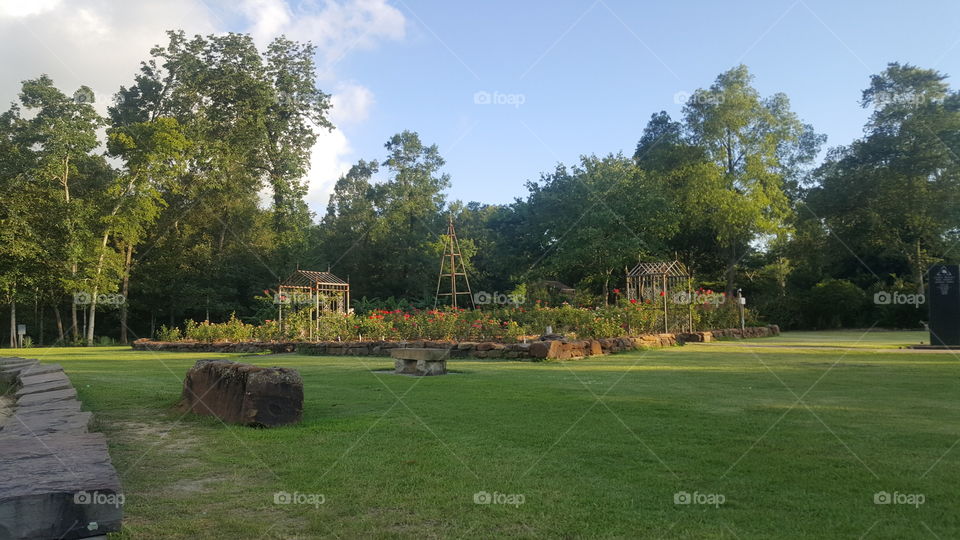 Grass, Tree, Golf, No Person, Outdoors