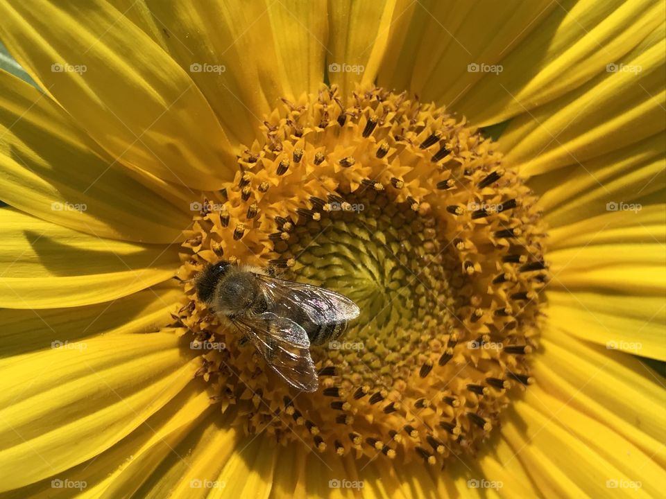 Sunflower Bee 