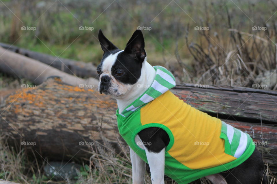 One of my Boston terriers on alert at the beach. Its a cold and blustery day but she is somewhat warm in her yellow, white and green shirt. She is happy to watch from a somewhat sheltered spot amongst the driftwood. 