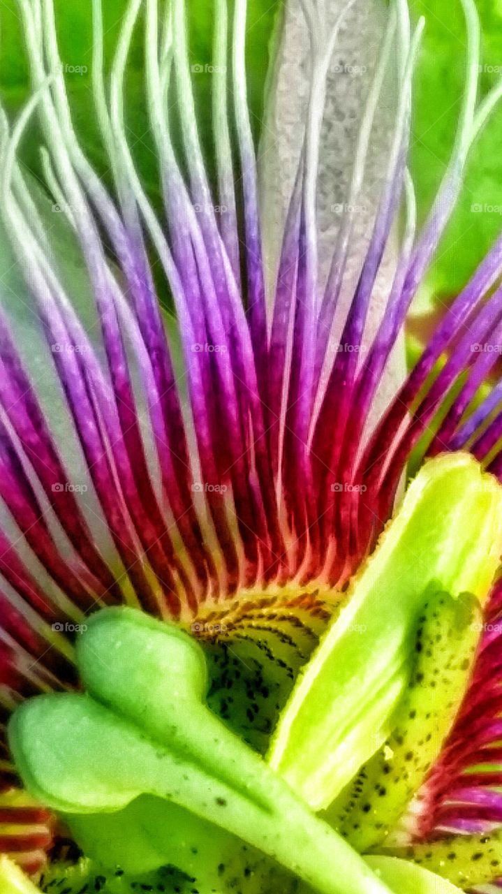 Passion Flower Macro. Passion flowers blooming on the vines.