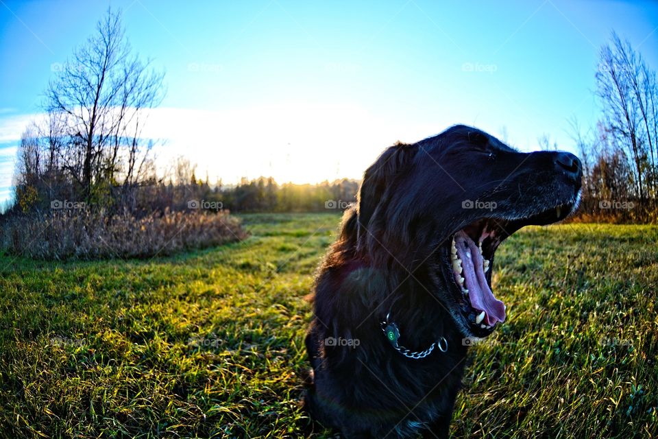 dog yawning in field out for a walk
