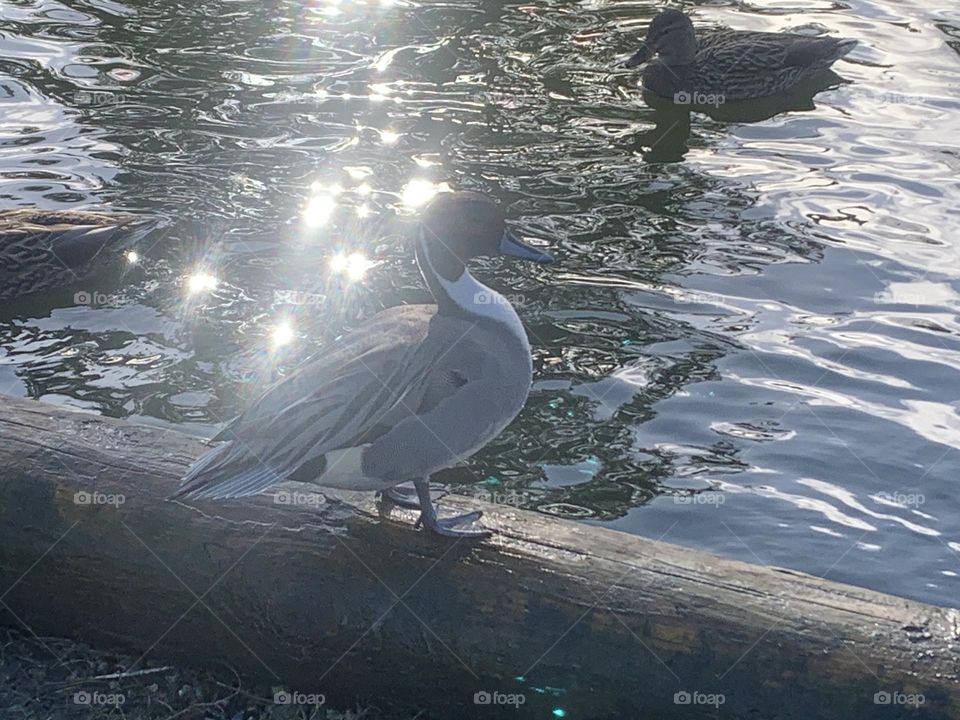 A Northern Pintail on a Log by the Water 