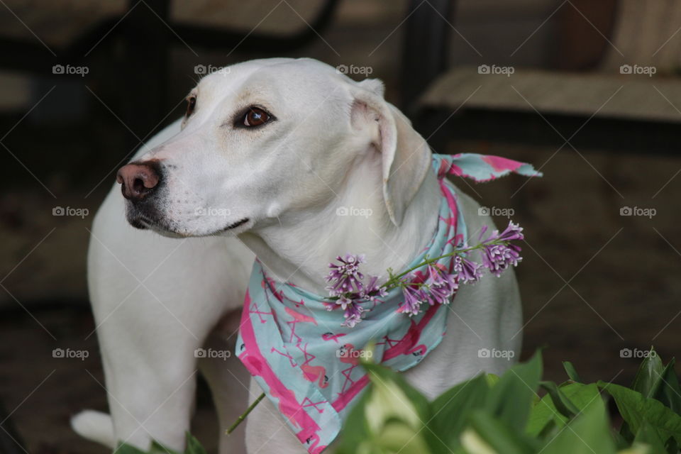 I love my flower girl, lilacs in her hair