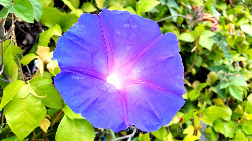 Morning Glory. Lavender morning glory that looks lit from within!