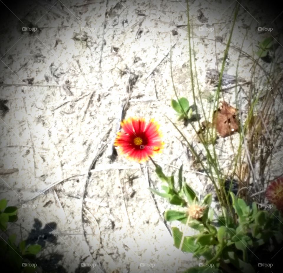 beach flower. too pretty to pass by