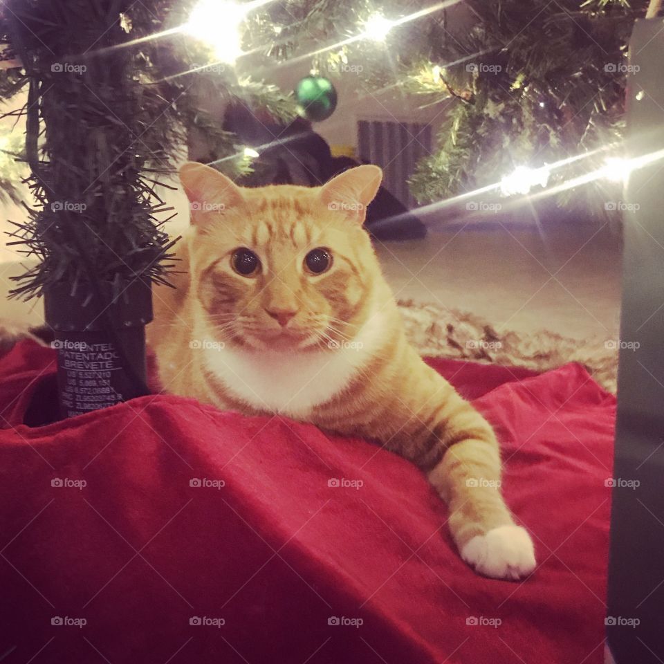 Meow-y Christmas!!!