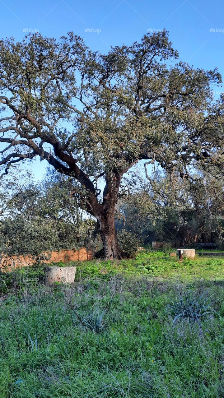 Large centenary oak tree, next to a low stone wall. Surrounded by vegetation, clear blue sky. Marratxí (Majorca) Spain