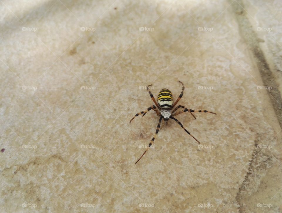 wasp spider