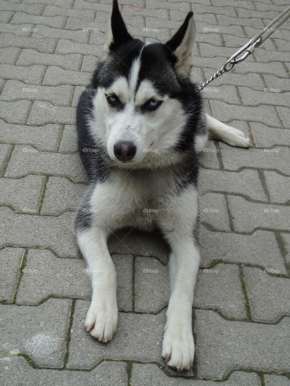 Siberian Husky