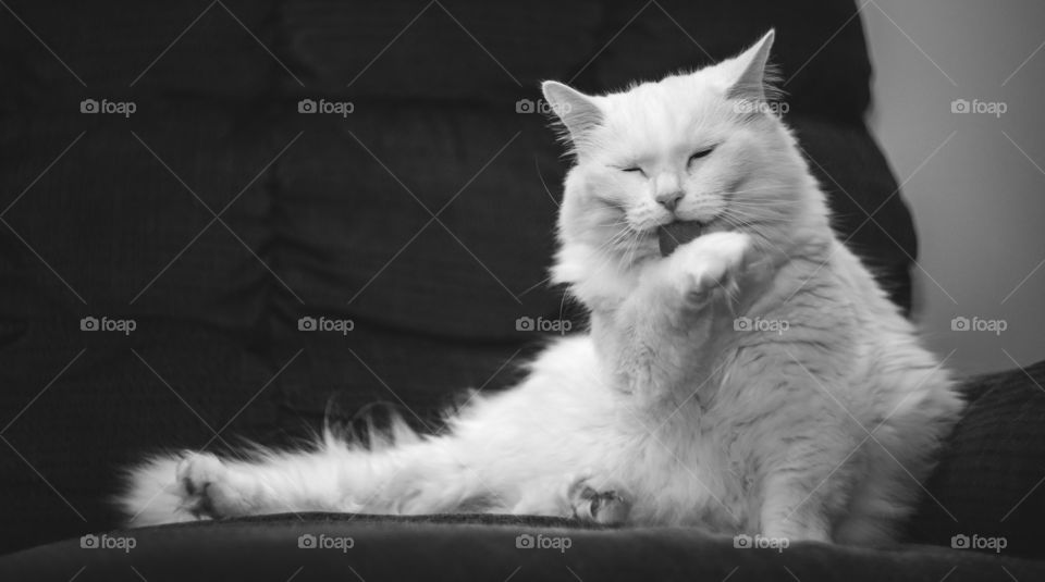 Beautiful White Persian cat Licking her Hand.