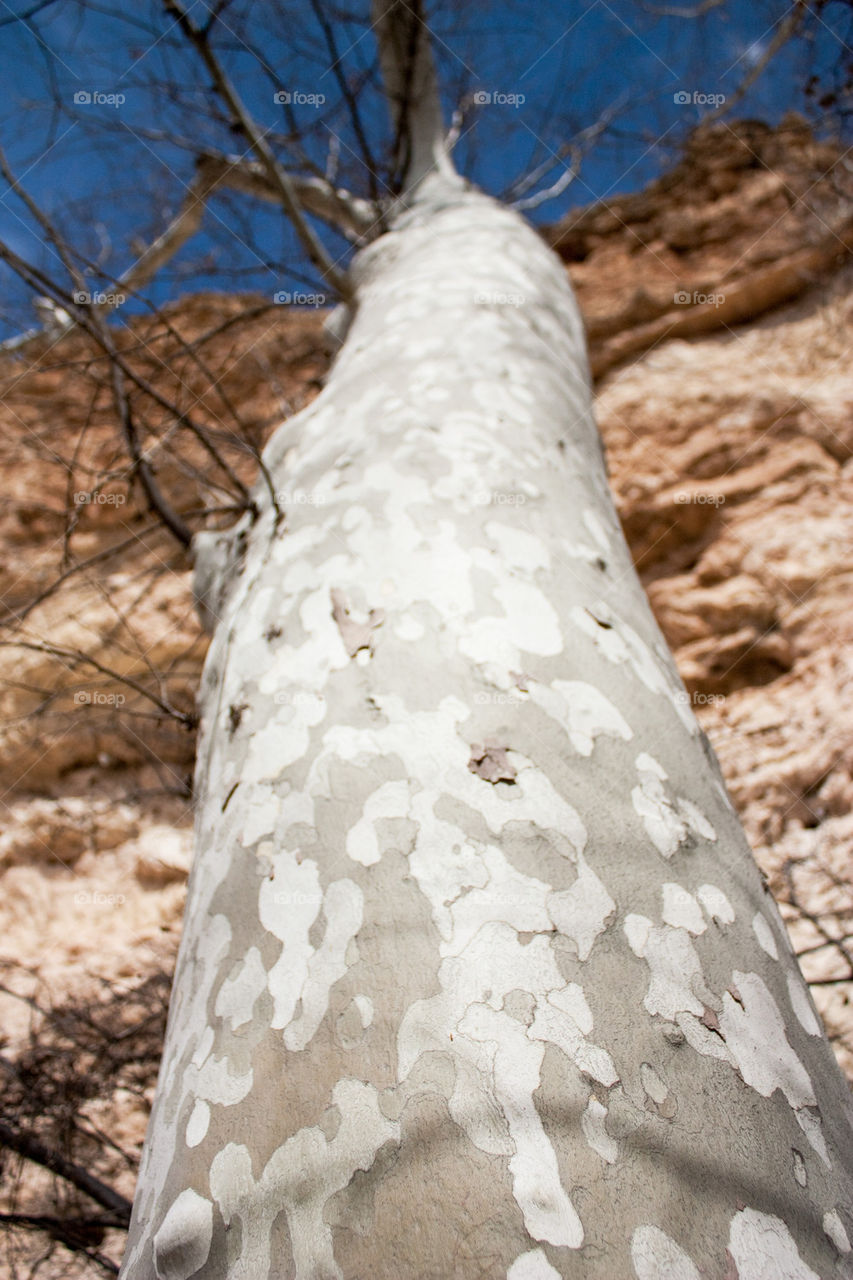 Desert tree