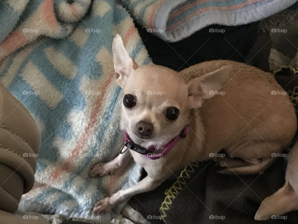 Chihuahua