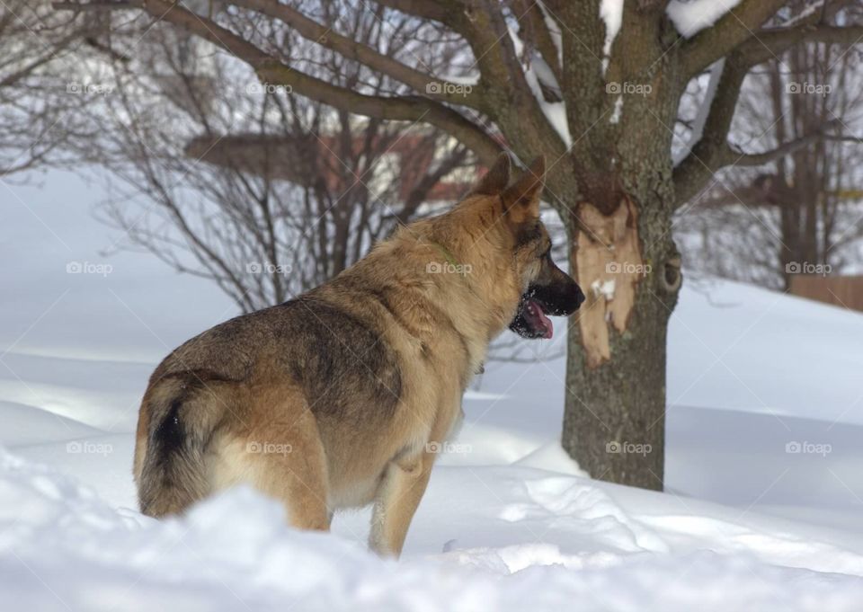 Profile view of an adolescent German Shepherd.