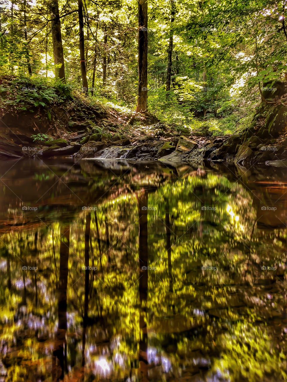 Tiny waterfall, small pond. A tiny waterfall feeds a small pond in the forest. 