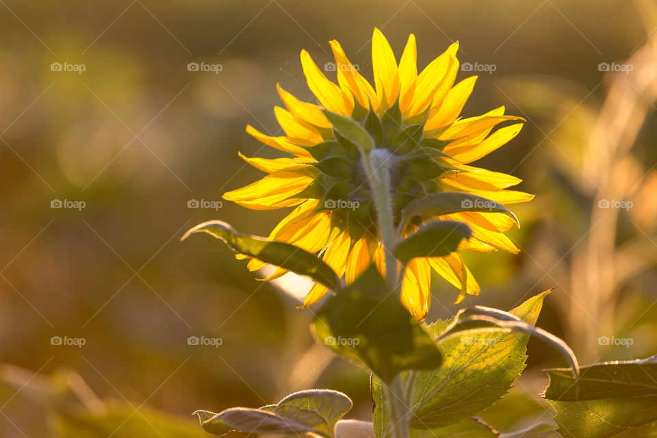 Sunflower with sun shining through