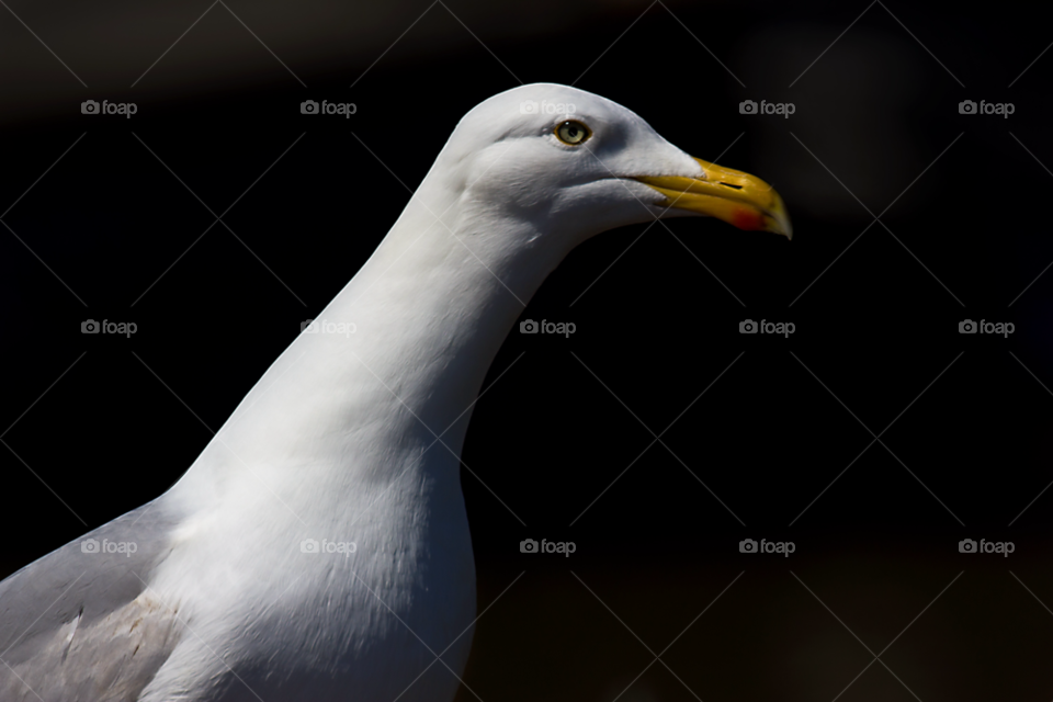eye head seagull beak by Weathers71