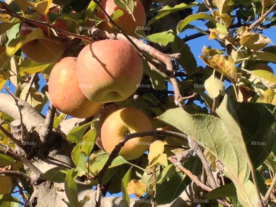 Apple picking