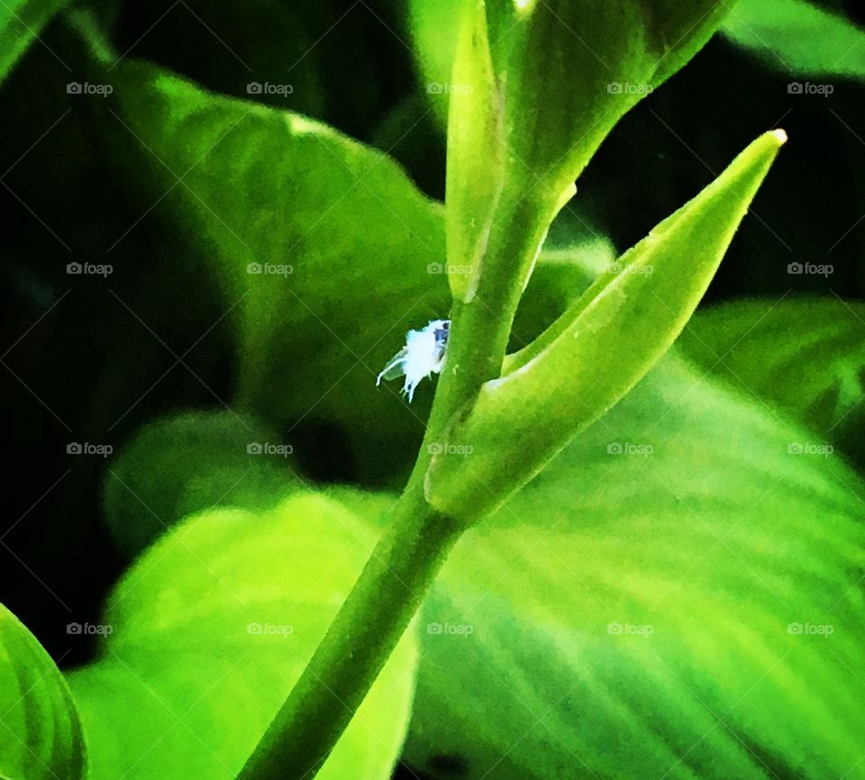 Fluffy white bug