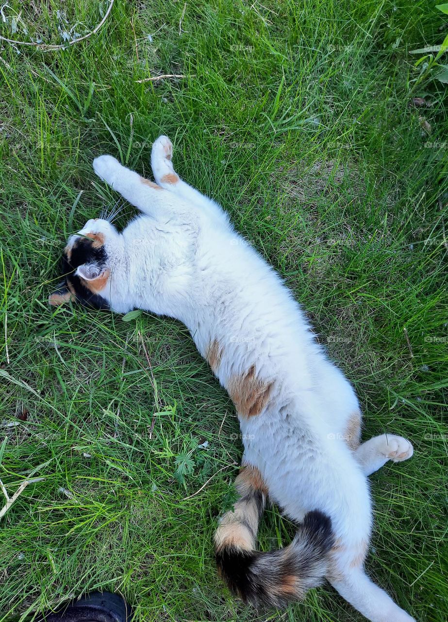 tricolor cat stretching on the lawn