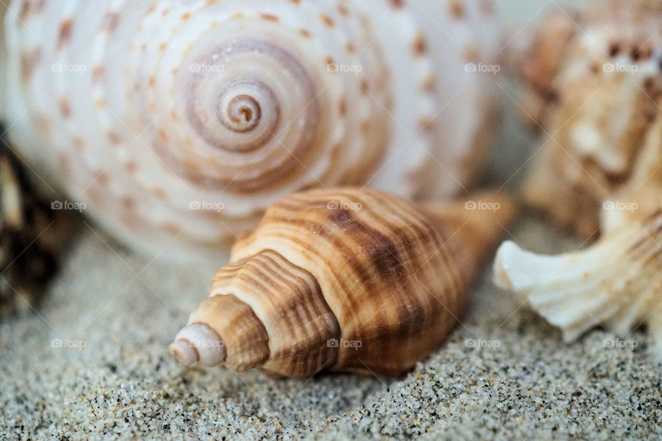 Close-up of spiral seashells