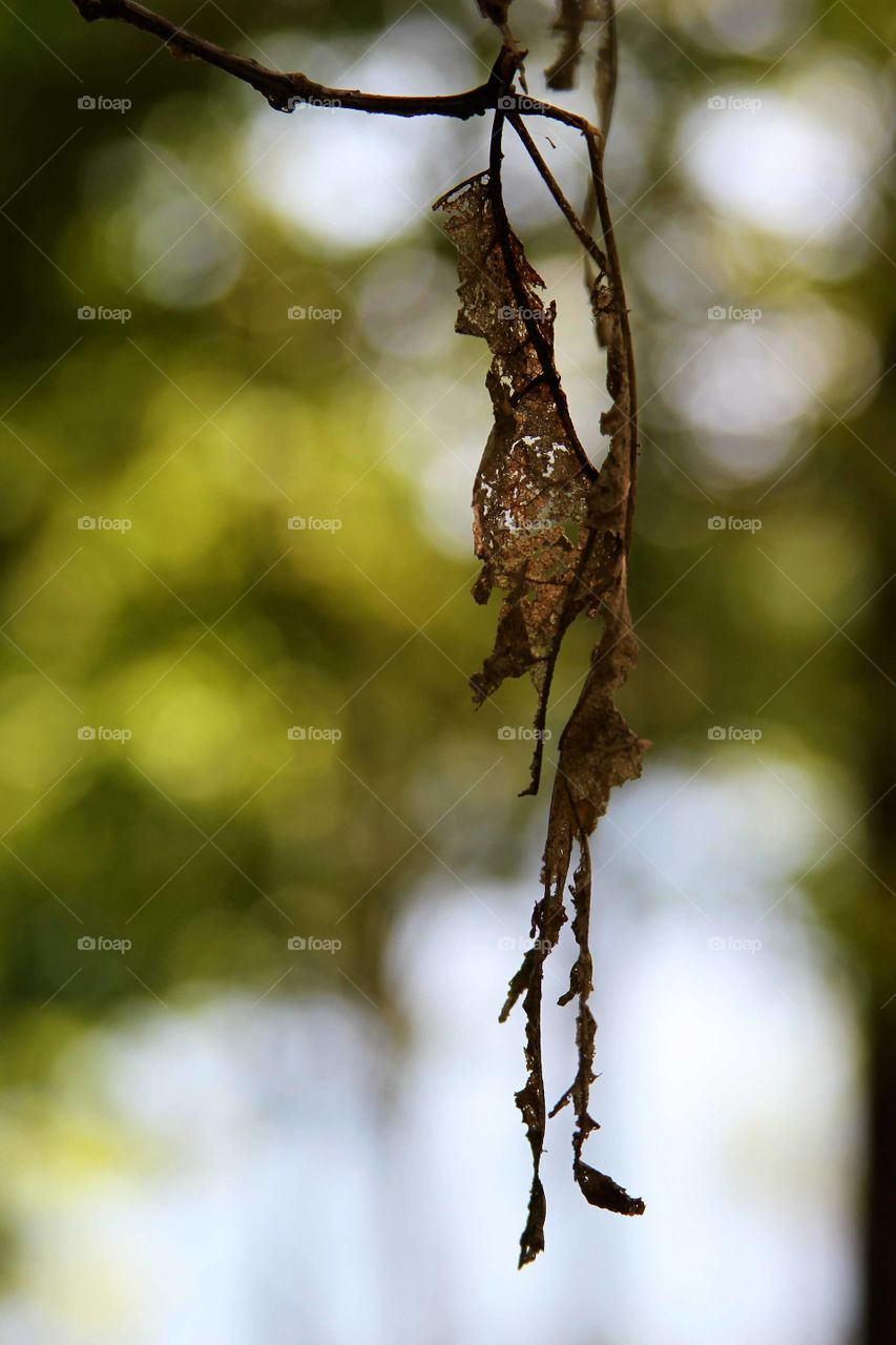 dried leaves