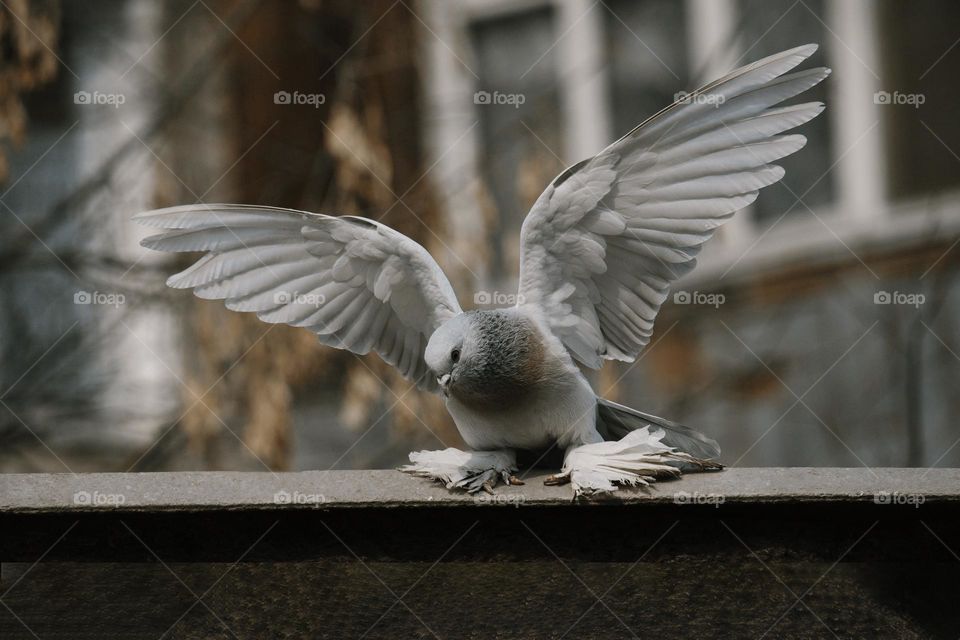 Pigeon on roof , close up portrait