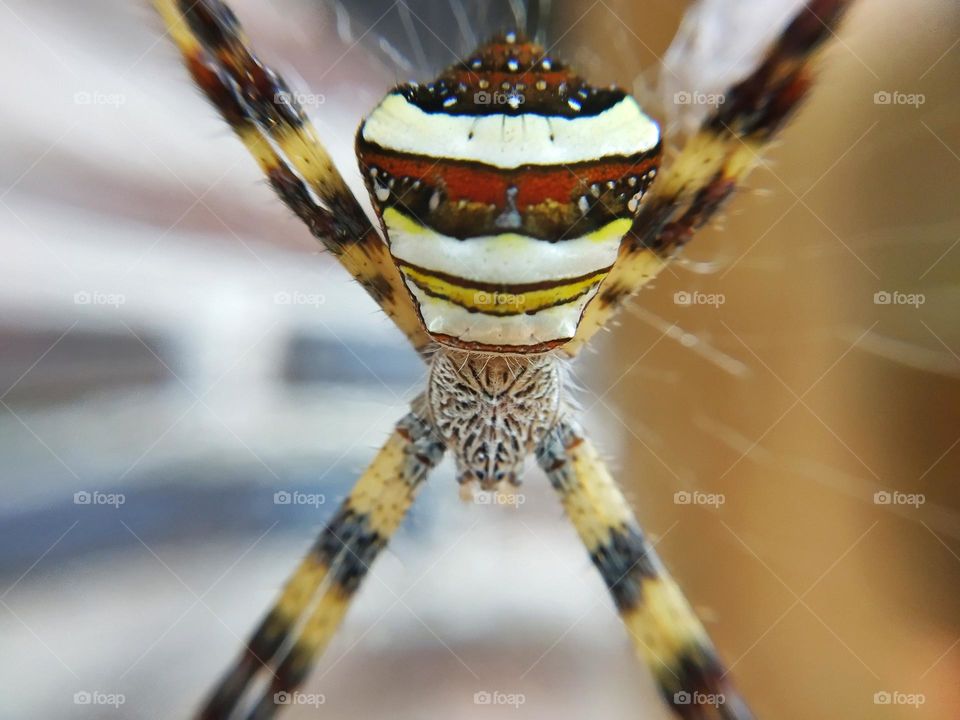 Beautiful spider color, which is in the web