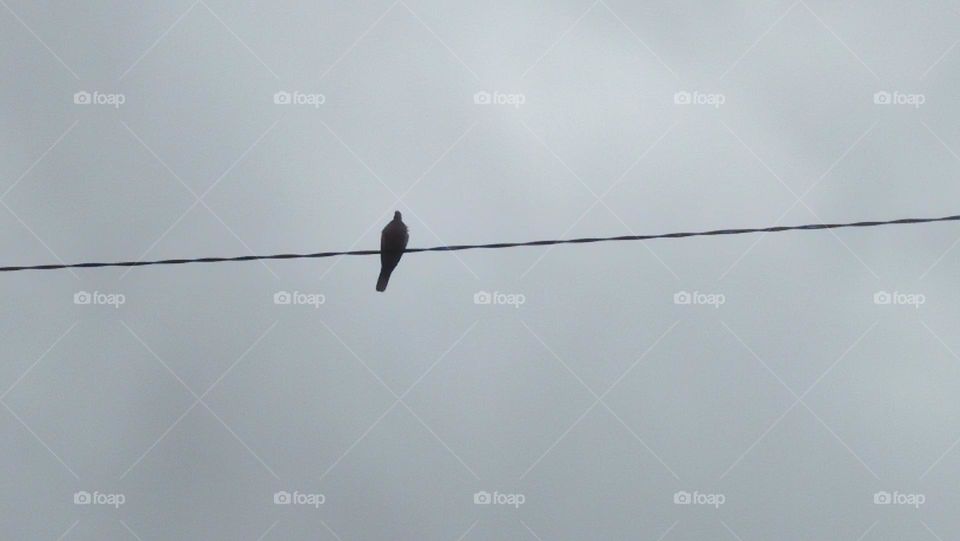 single dove on electric line.