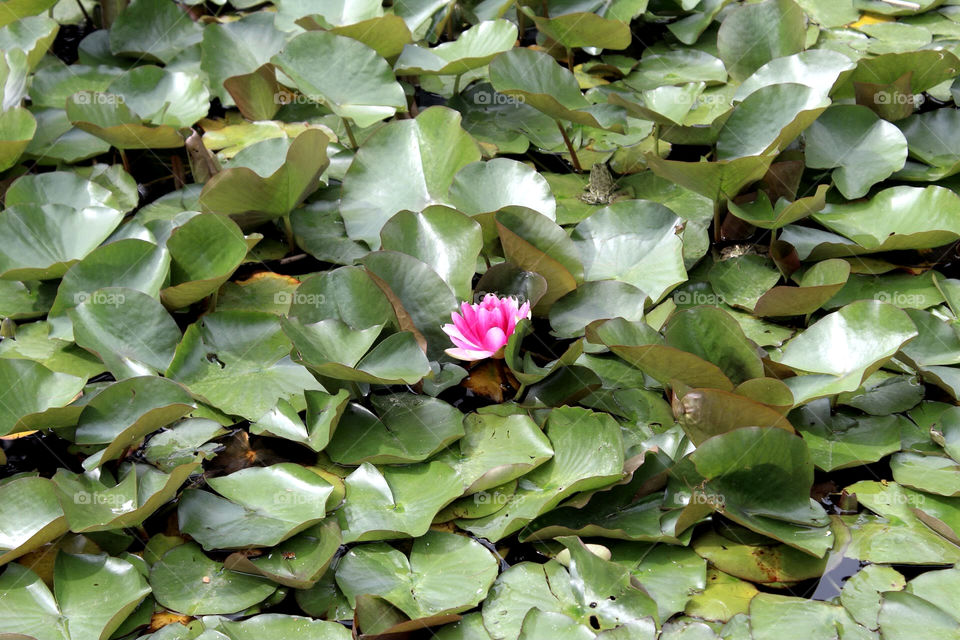 Water lily in the bog 